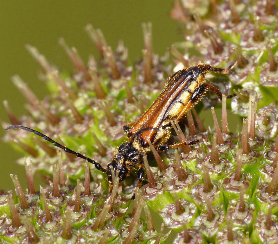 Stenopterus ater